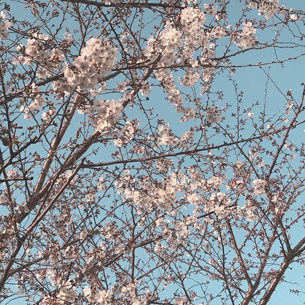 春の桜イベント始まりました。